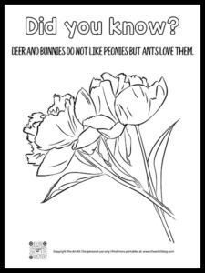 Beautiful! Free Printable Peony Flower Coloring Pages! - The Art Kit