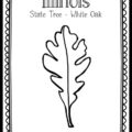 Georgia State Tree Coloring Page (Live Oak) {FREE Printable!} - The Art Kit