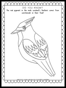 Cardinal Coloring Page with Fun Fact {FREE PRINTABLE!} - The Art Kit