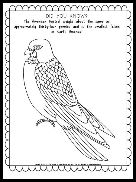 kestrel bird coloring pages fun fact the art kit