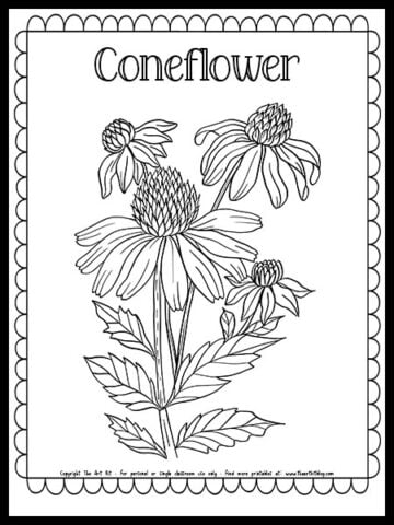 Coneflower Coloring Page {FREE PRINTABLE!} - The Art Kit