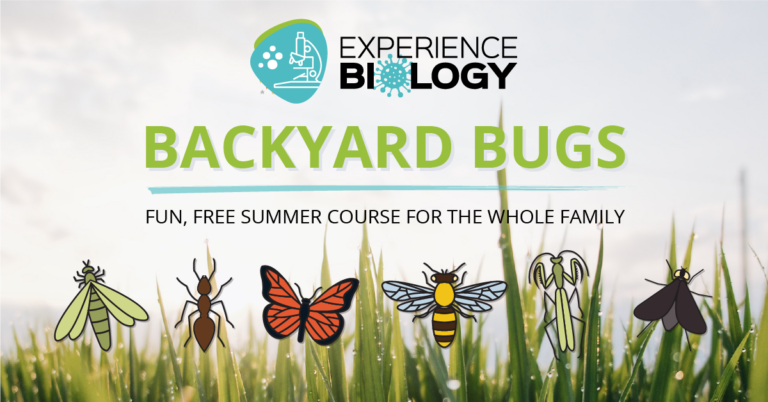 backyard bugs