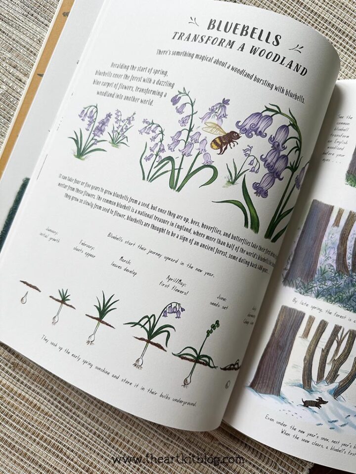 Nature Book for Kids Review The Art Kit