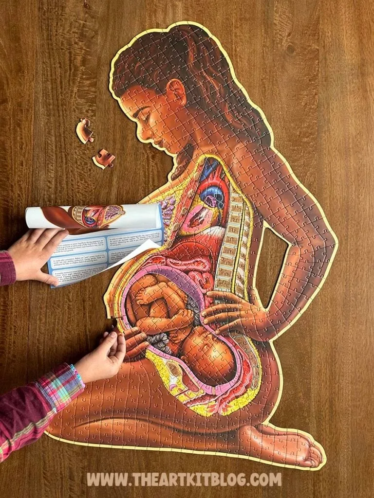 pregnant mother anatomy jigsaw puzzle