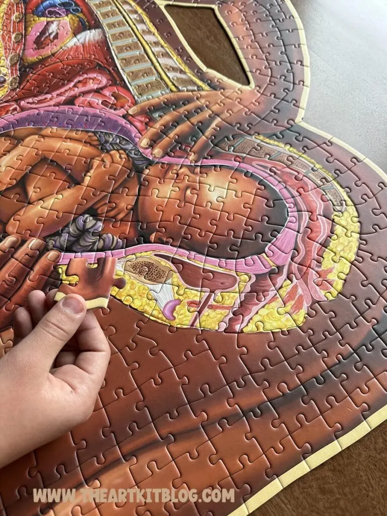 pregnant mother anatomy jigsaw puzzle review genius games
