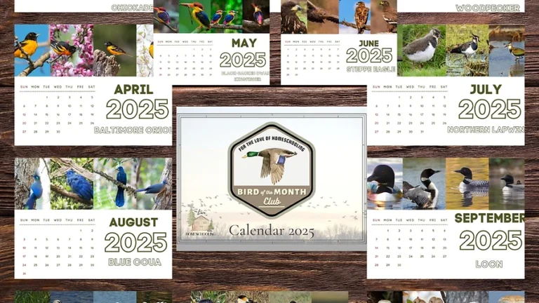 Limited Time FREEBIE: 2025 Bird of the Month Wall Calendars