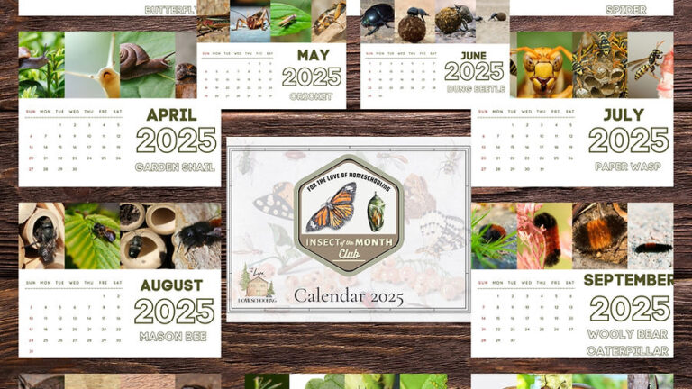 Limited Time FREEBIE: 2025 Insect of the Month Wall Calendars
