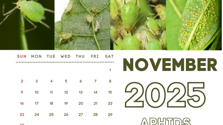 Limited Time FREEBIE: 2025 Insect of the Month Wall Calendars - The Art Kit