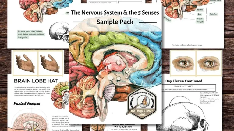 Limited Time FREEBIE: Nervous System and 5 Senses Unit!