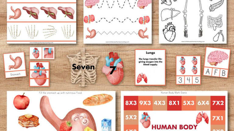 Limited Time FREEBIE: Human Body Early Learning Pack