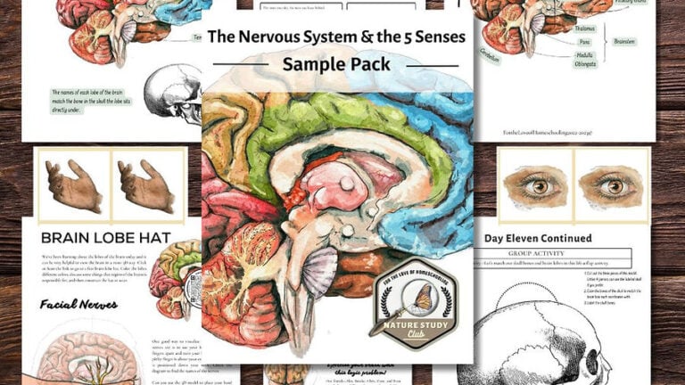 LIMITED TIME FREEBIE: Mini Nervous System & 5 Senses Unit