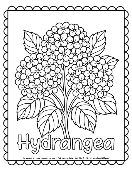 Hydrangea flowers coloring page