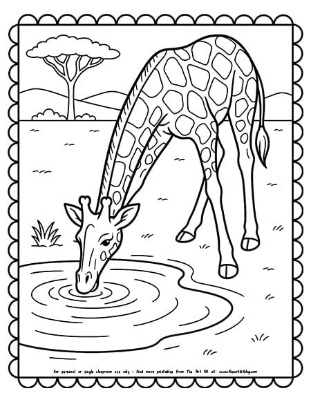 Giraffe drinking from a watering hole coloring page