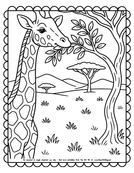 Giraffe munching acacia leaves in the savanna coloring page