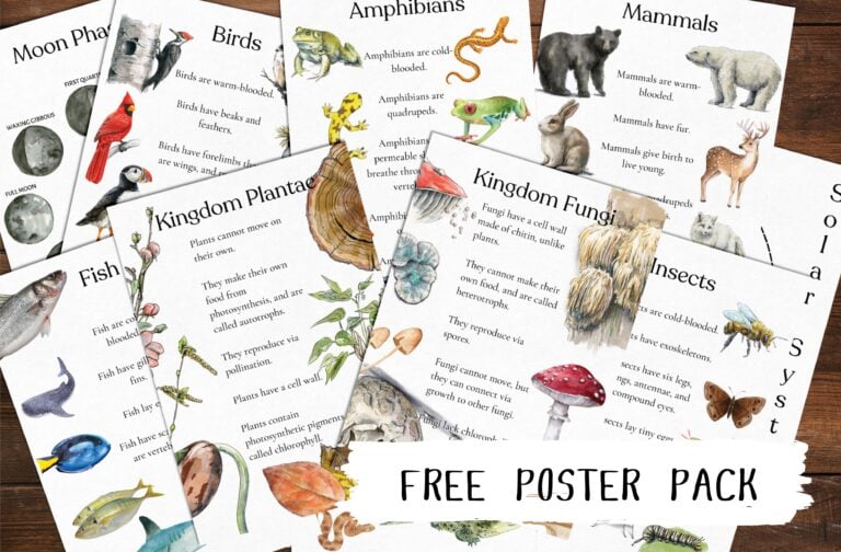 LIMITED TIME FREEBIE: 🌈 Poster Set (includes 39 posters)