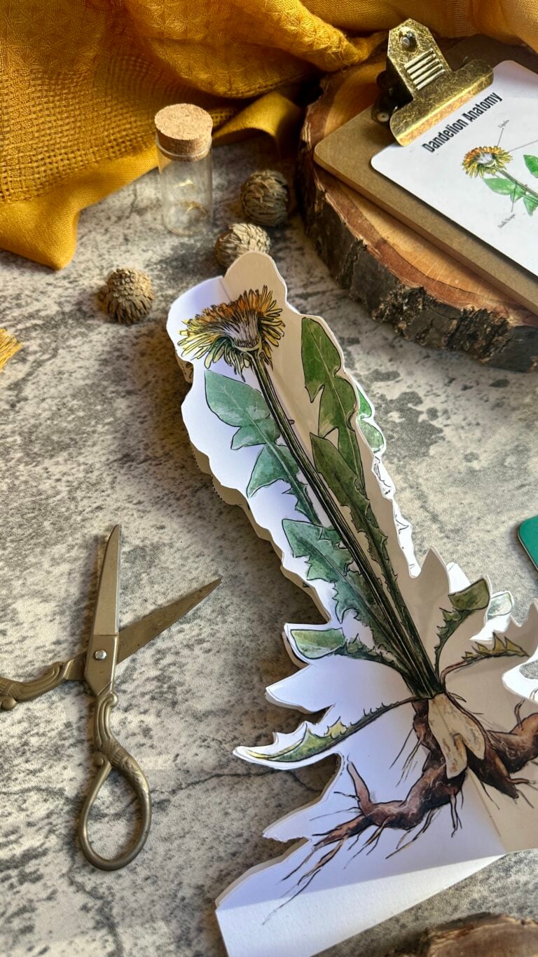 Limited Time Freebie: Dandelion Anatomy Model Activity