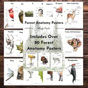 forest anatomy pack ftloh