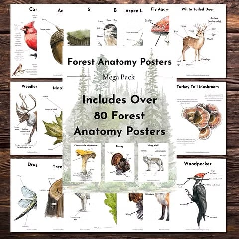 forest anatomy pack ftloh